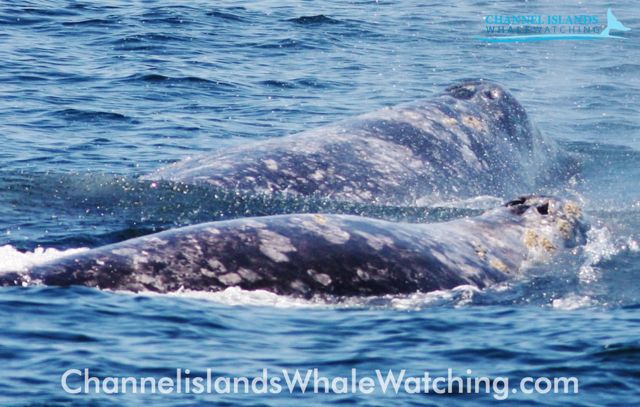 Whale Watching Weekend Report at Channel Islands Whale Watching